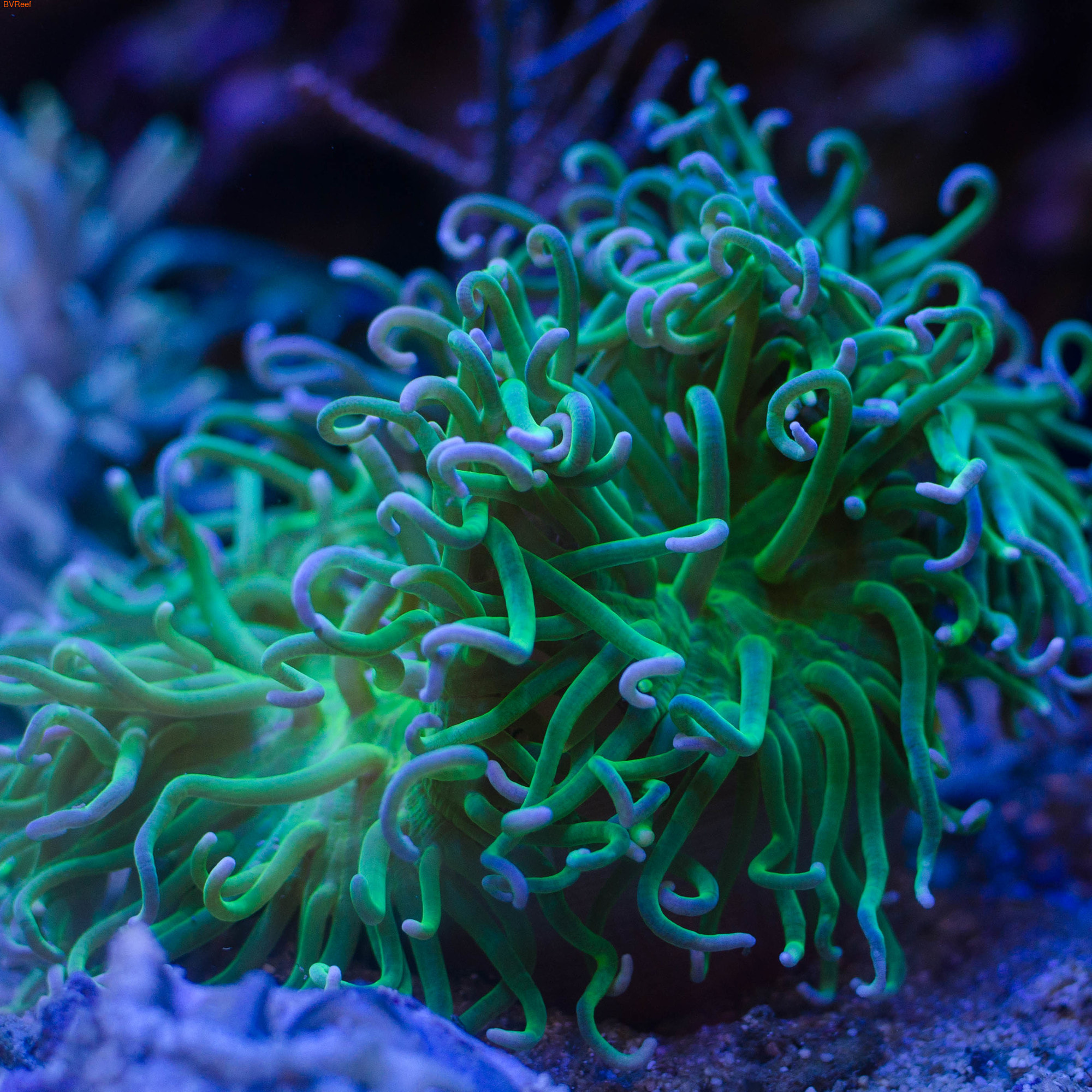 Актиния макродактила доренсис ультра зеленая Long Tentacle anemone - Metallic Green