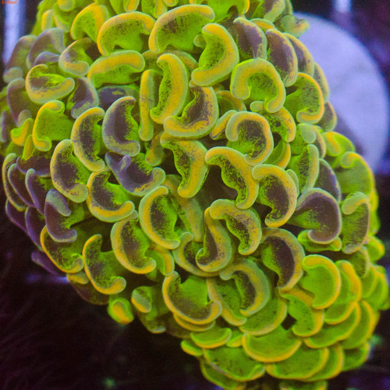   Hammer CoralEuphyllia Ancora