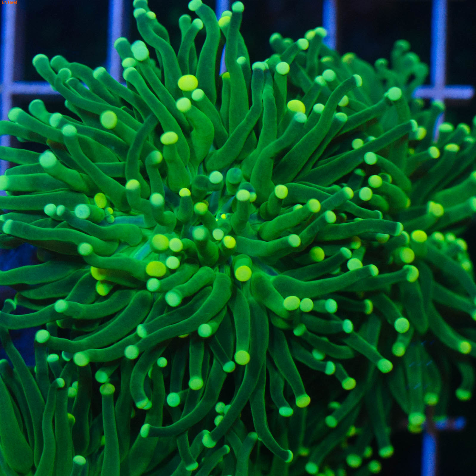   ( ) Yellow/Orange Tip Torch Coral