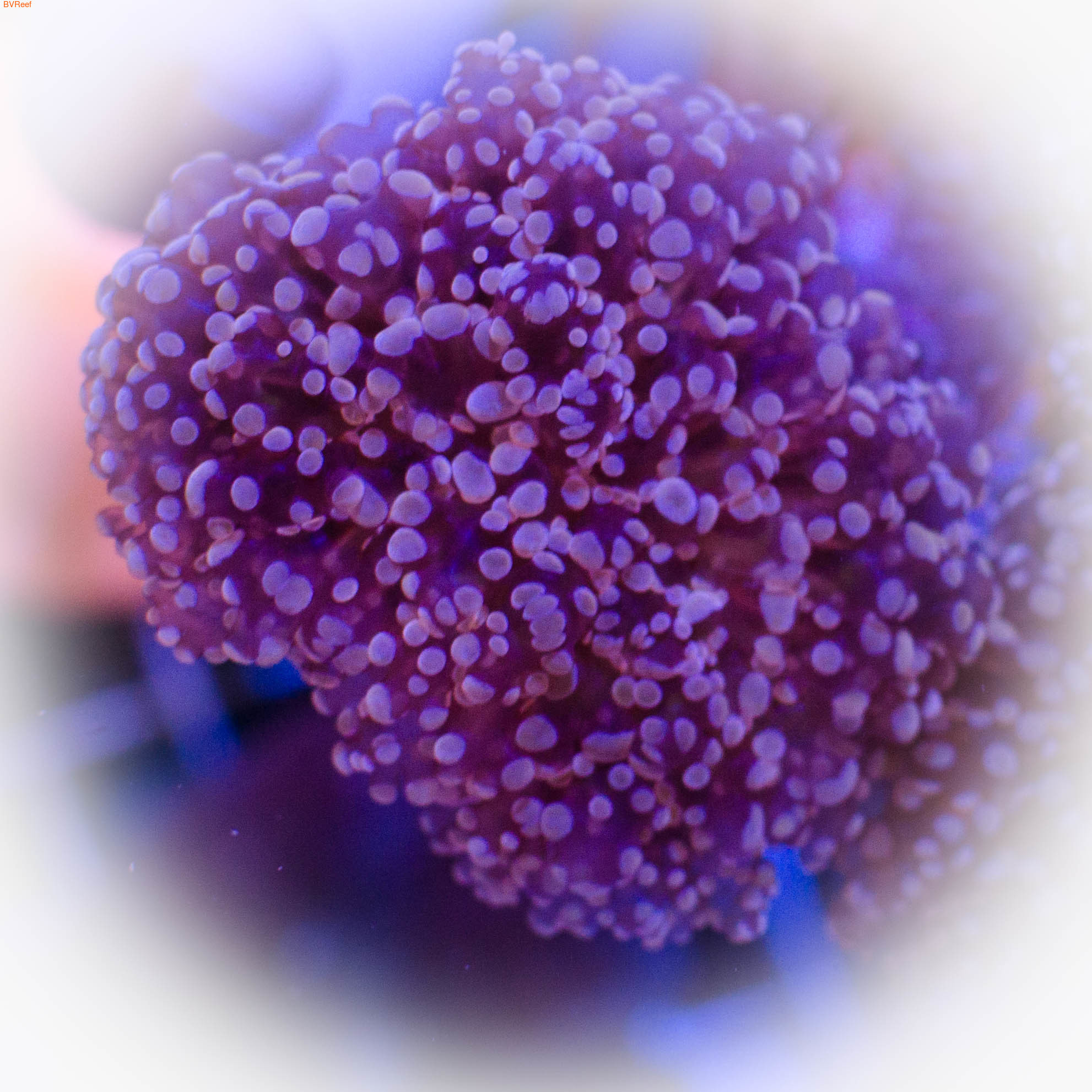     , Euphyllia Glabrescens