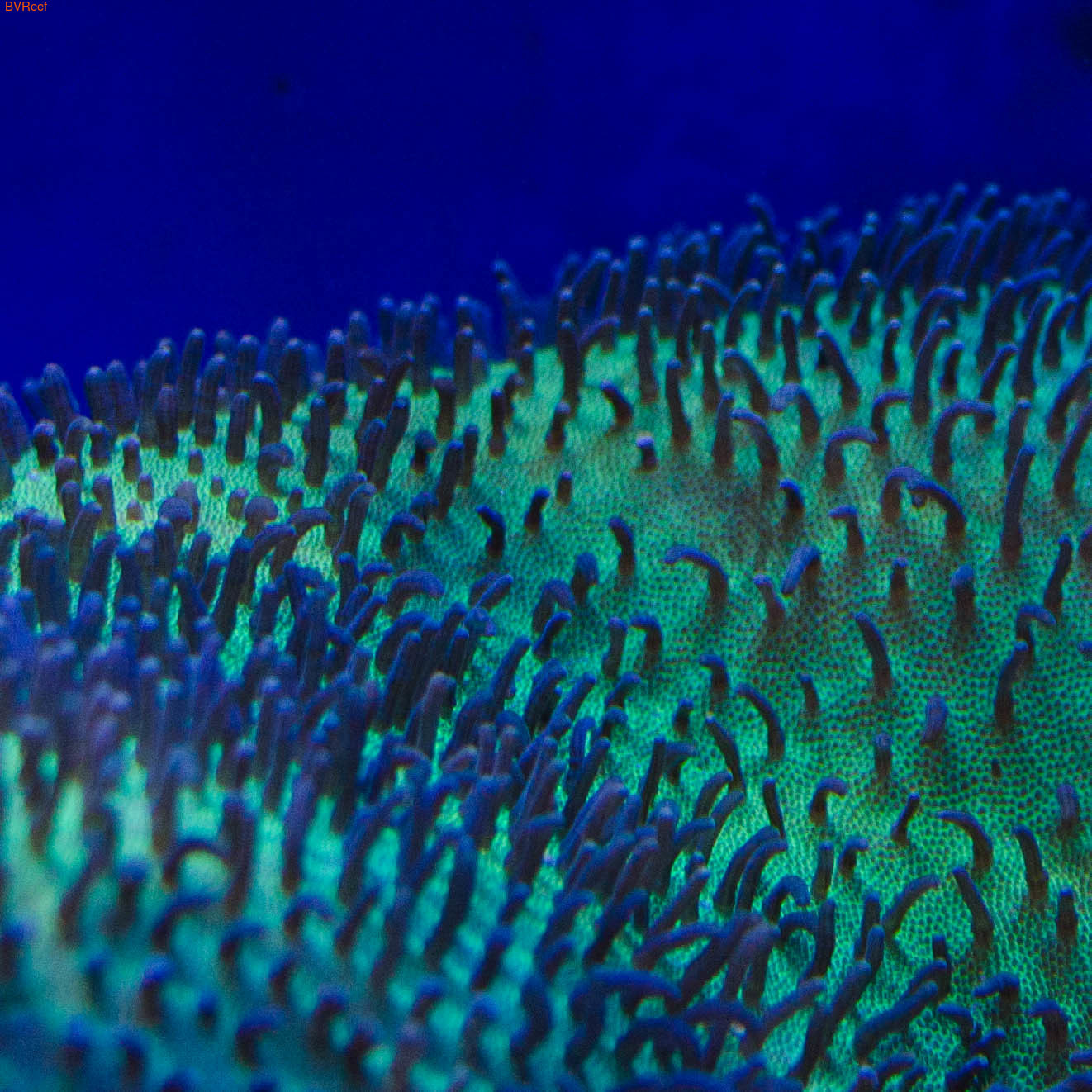   (Sarcophyton sp.)