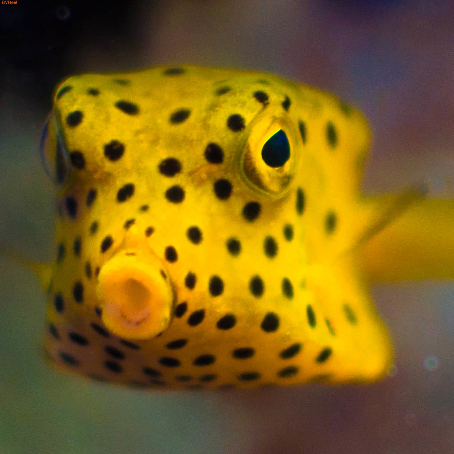 Кузовок-кубик Yellow boxfish