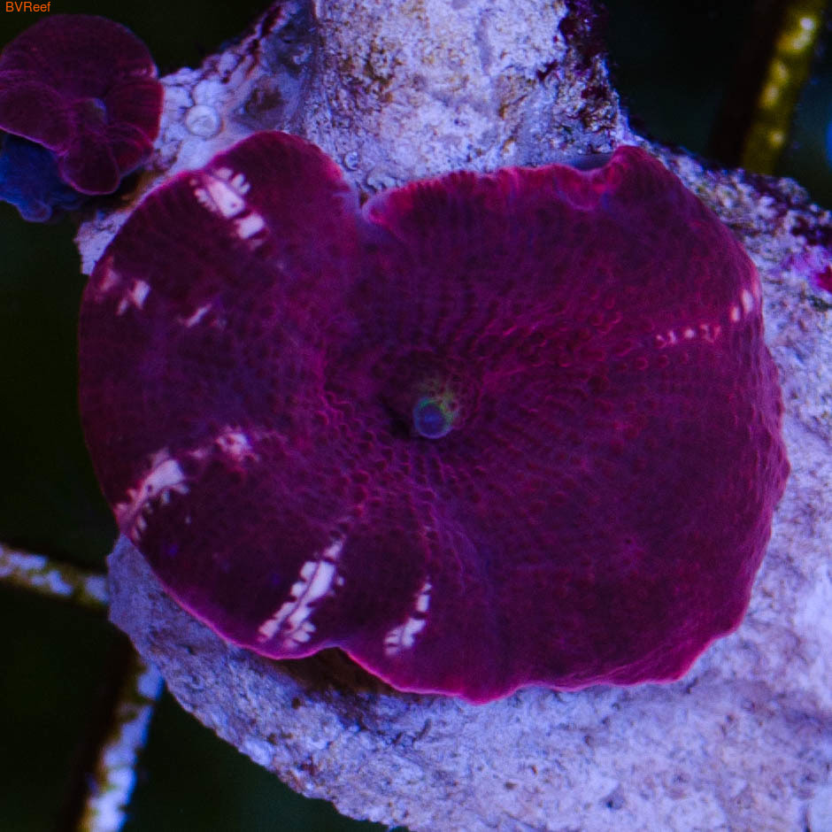   Discosoma sp
