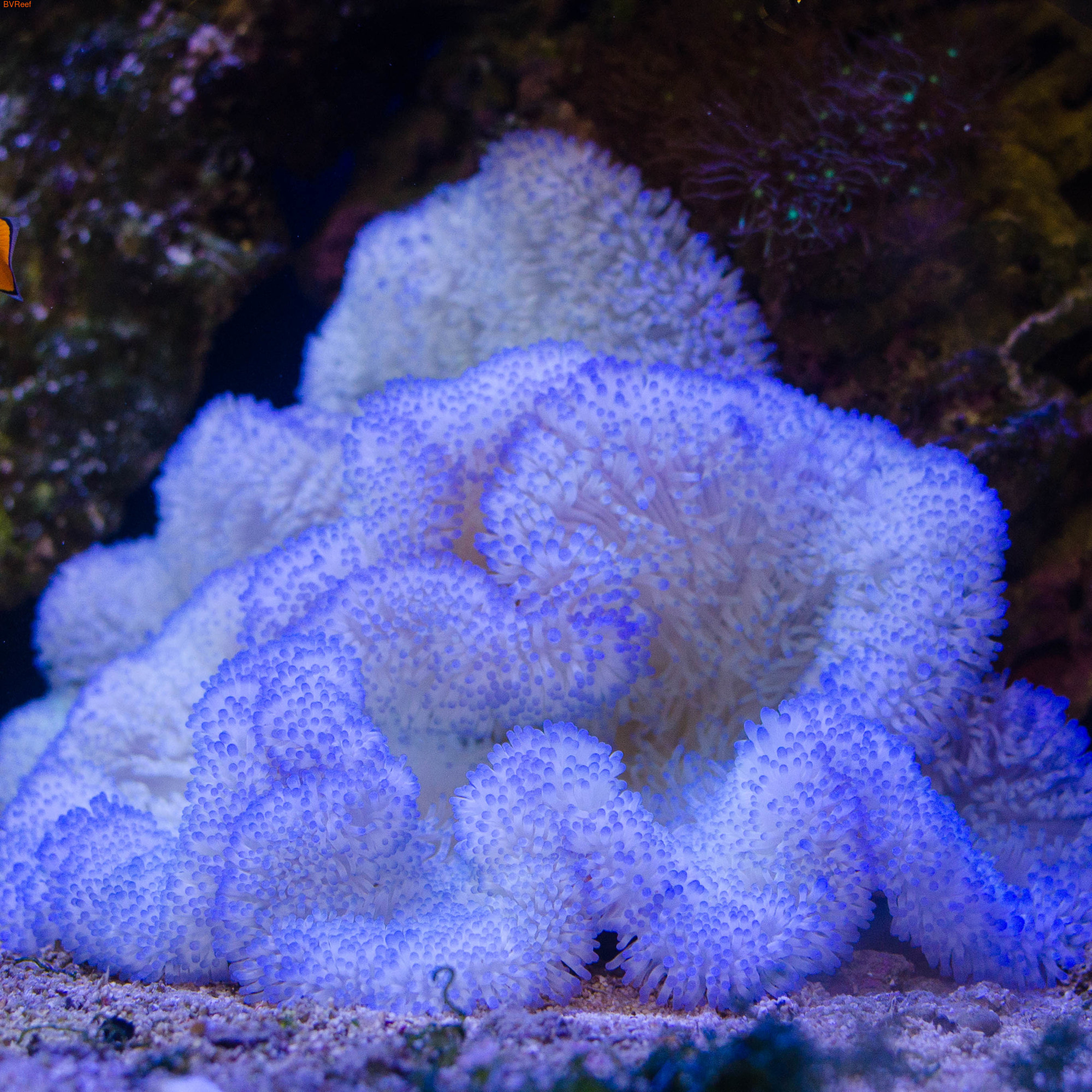       STICHODACTYLA HADDONI SP