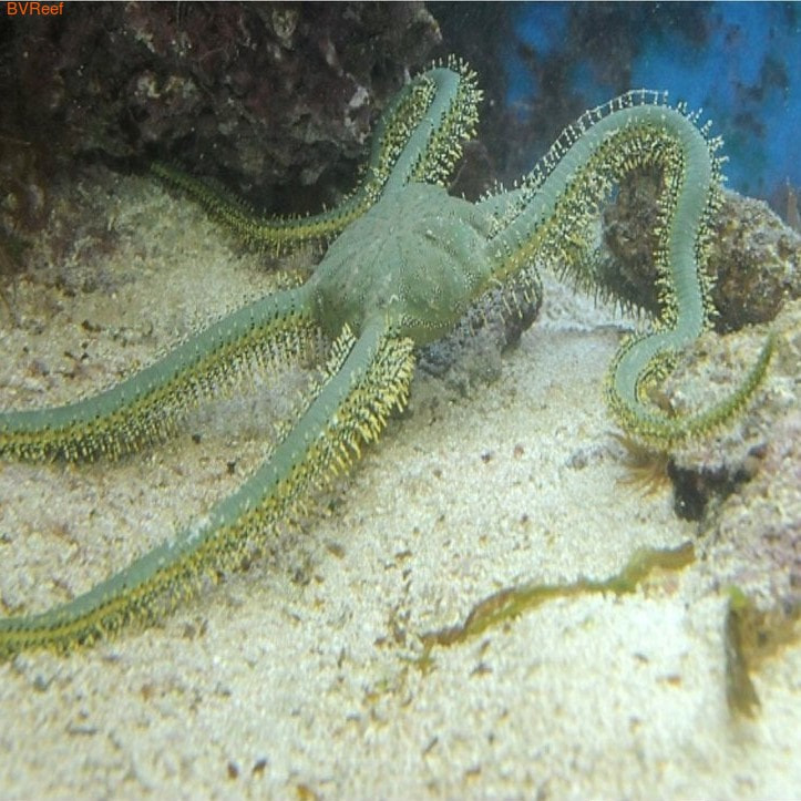   (OPHIARACHNA INCRASSATA)