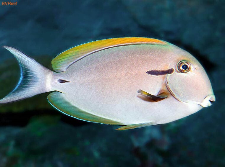   Acanthurus nigricauda