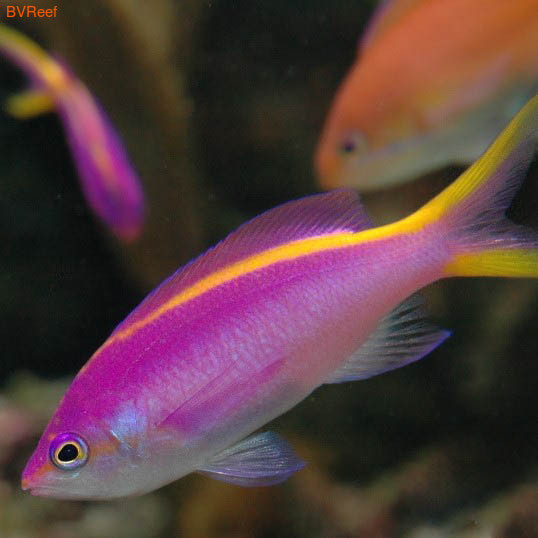    (-) Pseudanthias tuka 2300