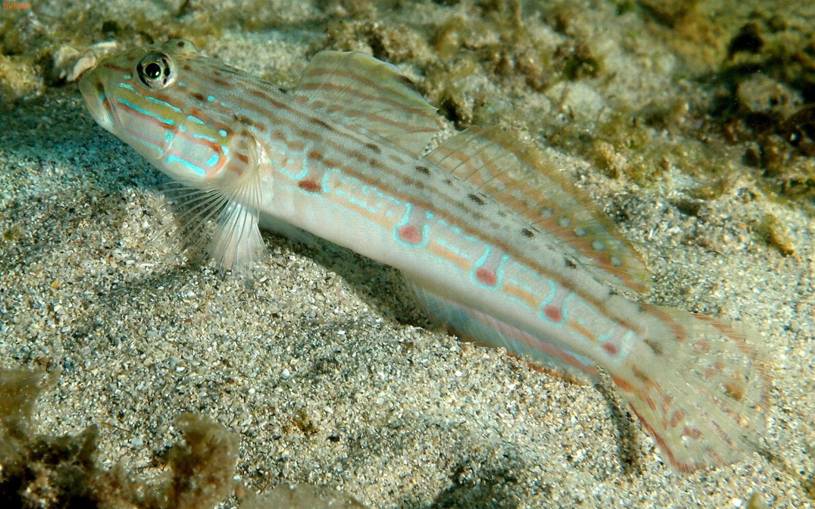    (Stripped sleeper goby)