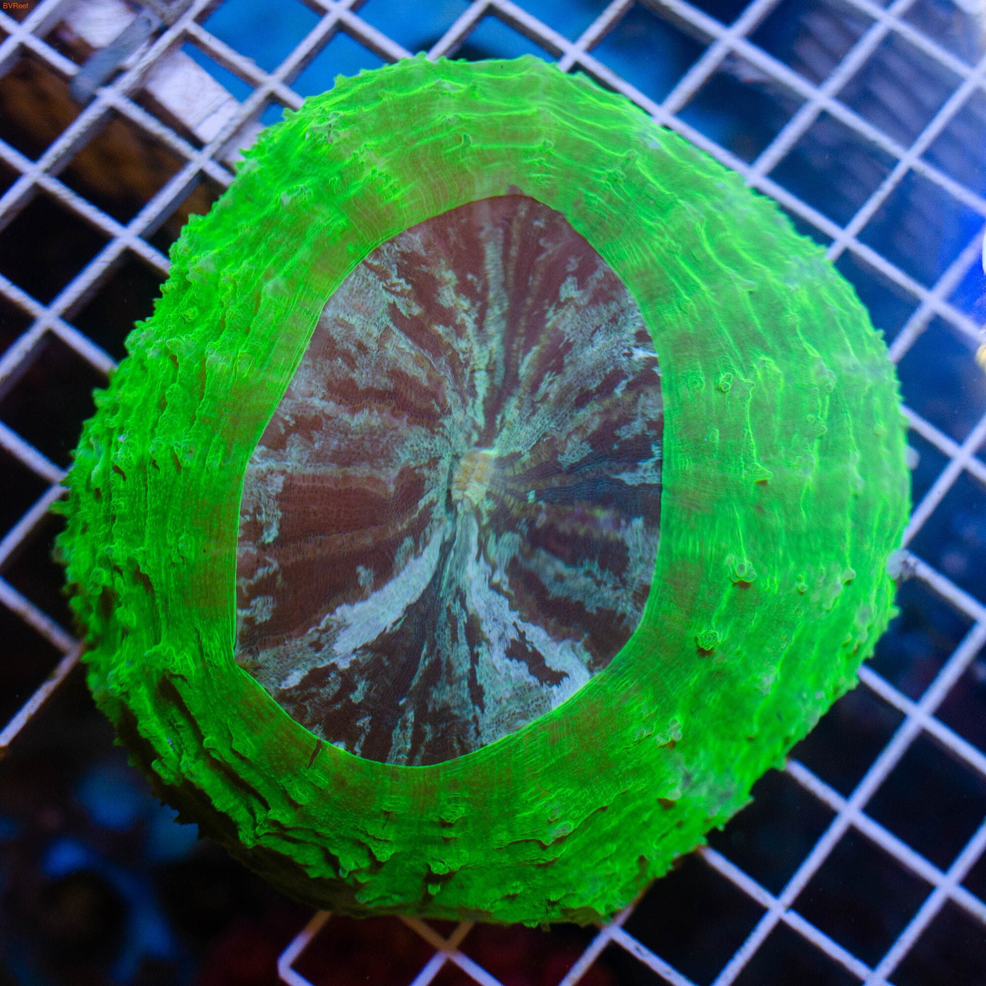    Scolymia Green