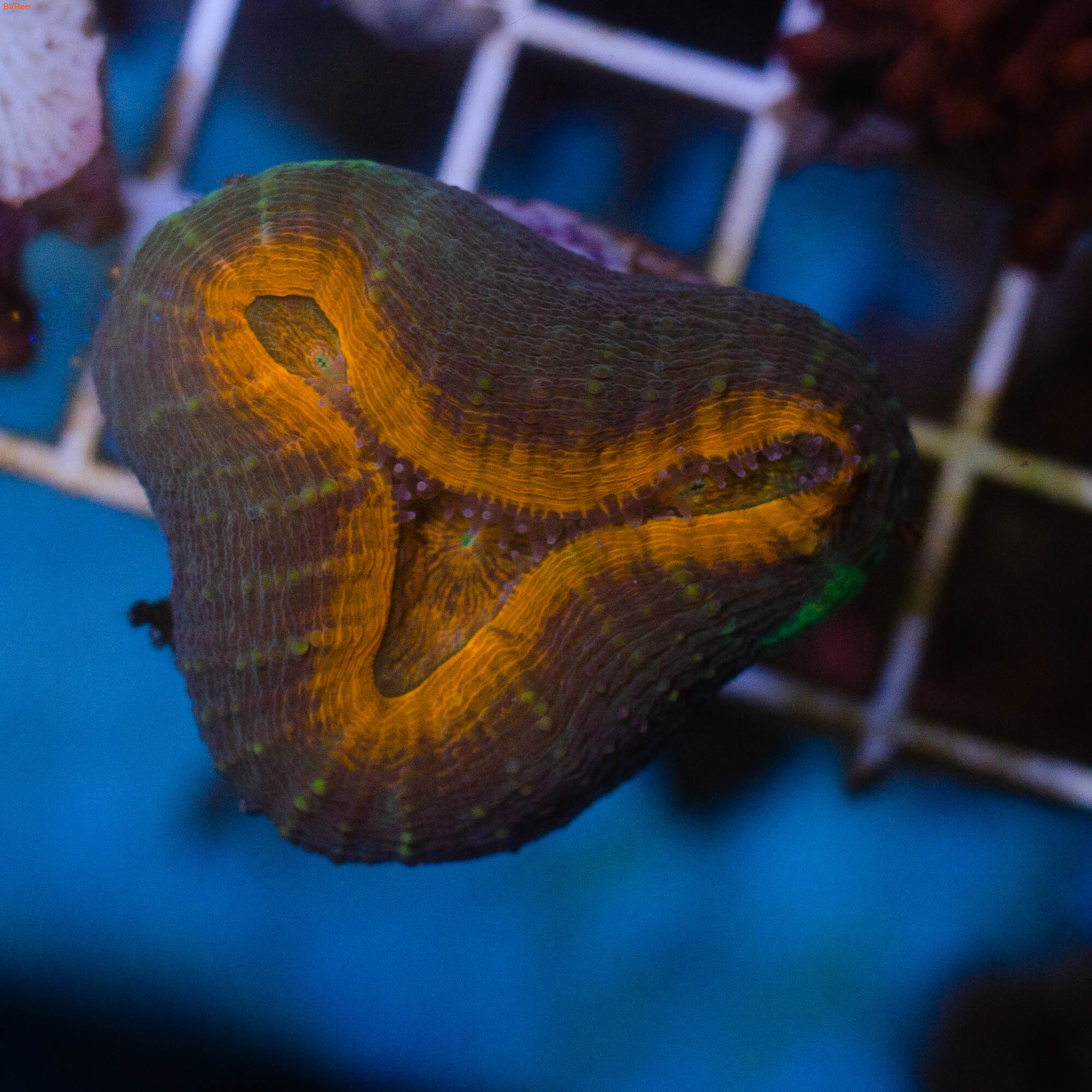   Lobed brain coral