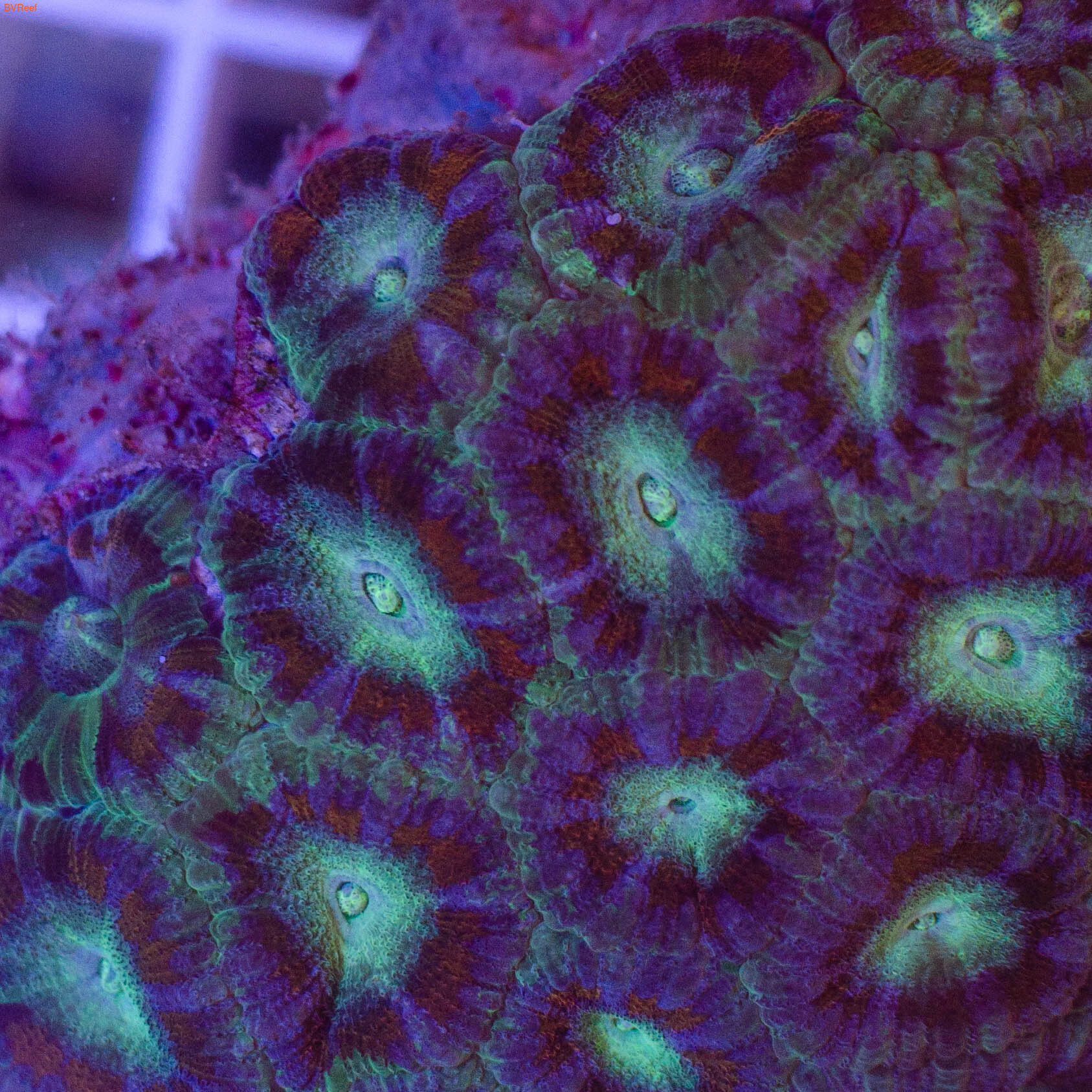   Acanthastrea lordhowensis   