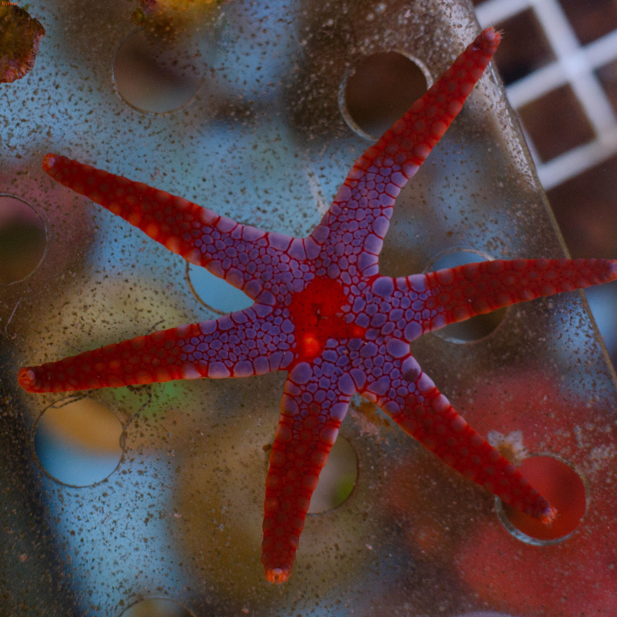    Tricolor linckia starfish