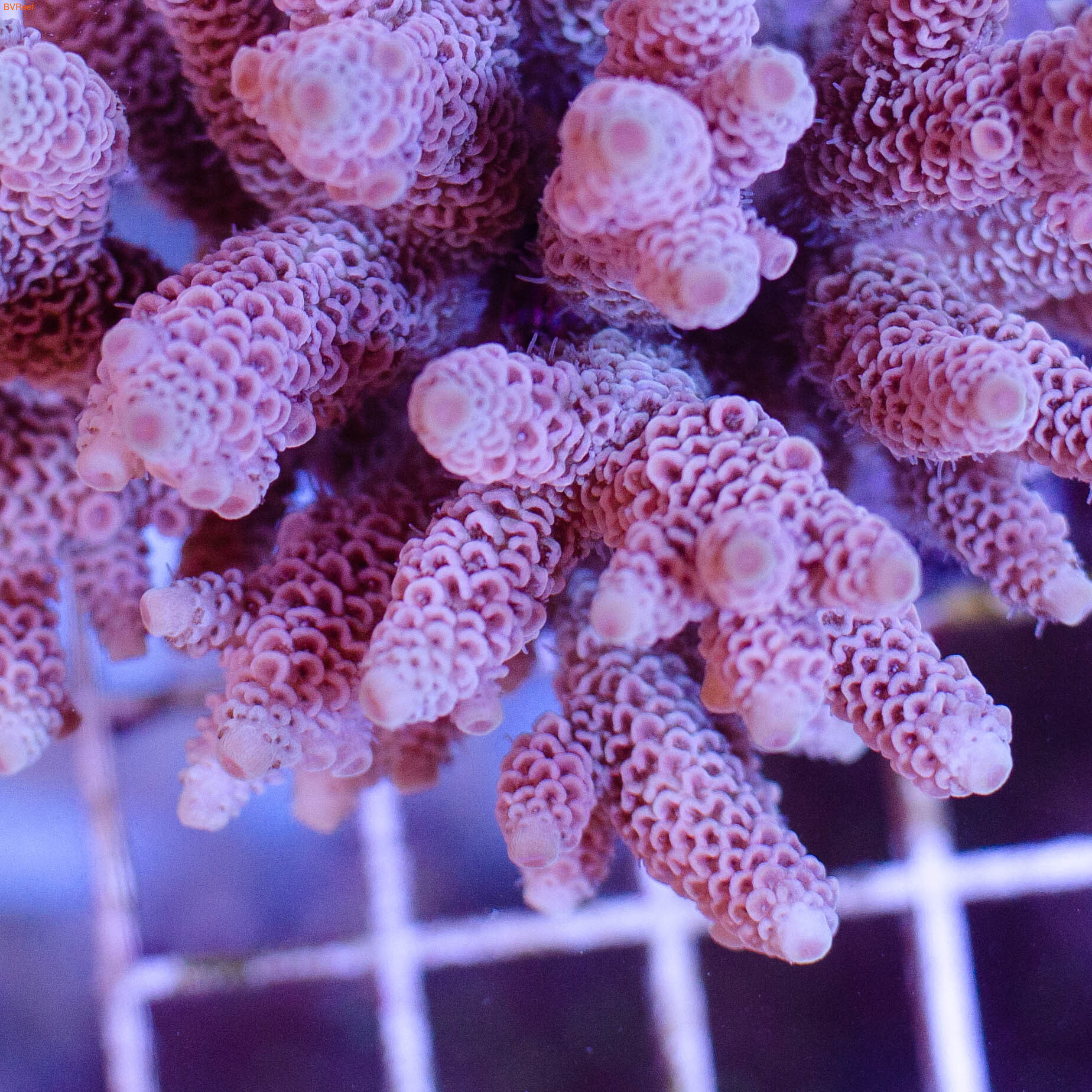    Acropora millepora (red/pink)