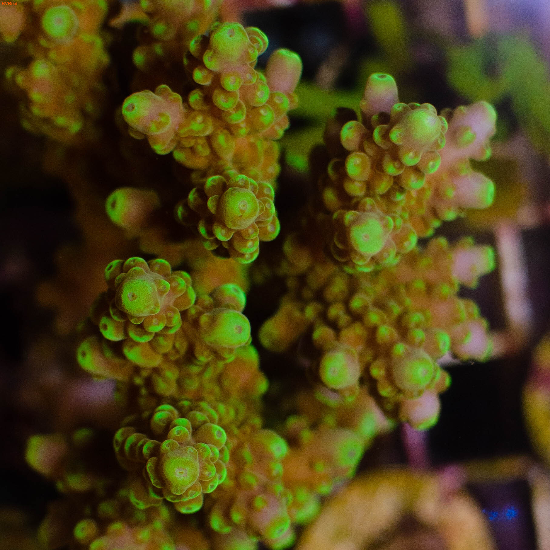   Acropora rosaria yellow