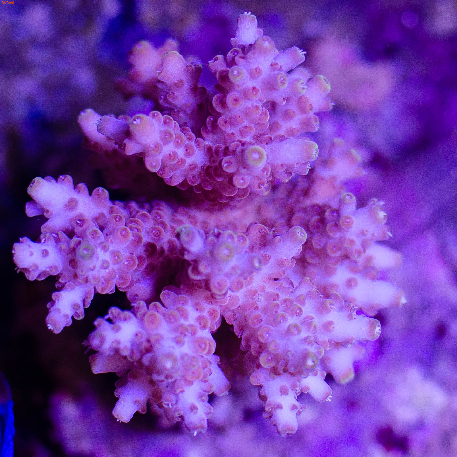    Acropora loripes  Pink 