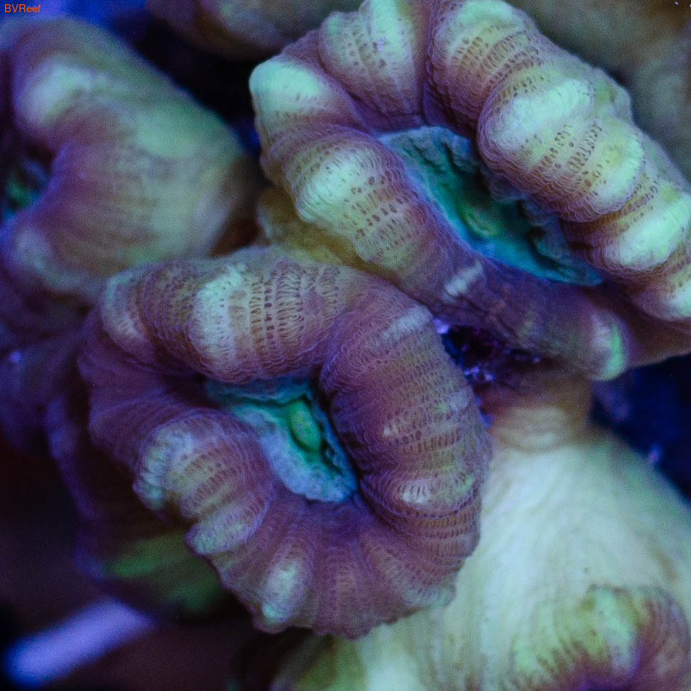  Candy Cane Coral