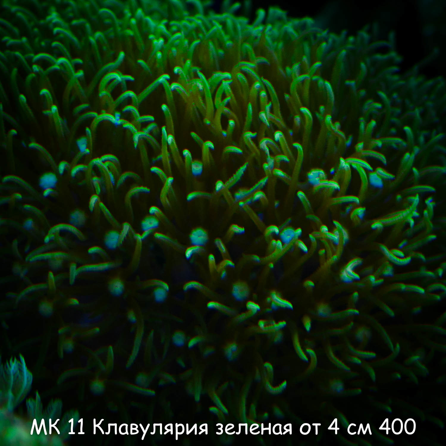 МК11 Клавулярия зеленая от 4 см 400