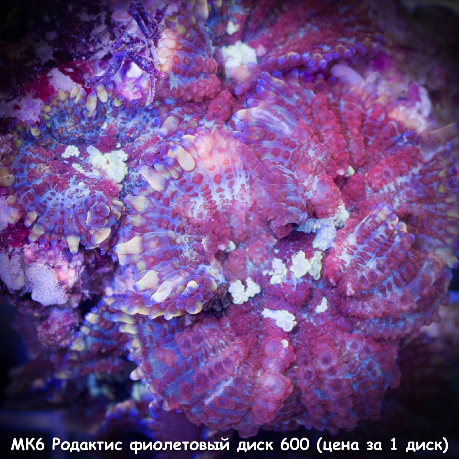 МК6 Родактис фиолетовый диск 600 (1 диск)