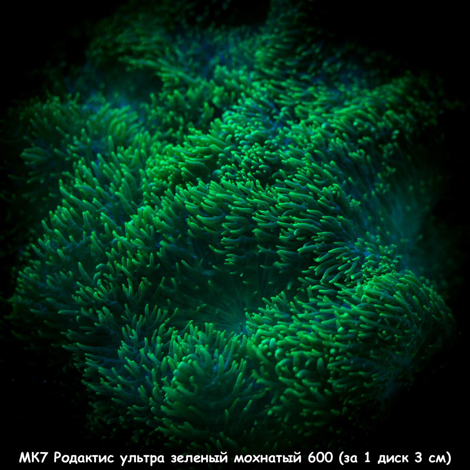 МК7 Родактис ультра зеленый мохнатый