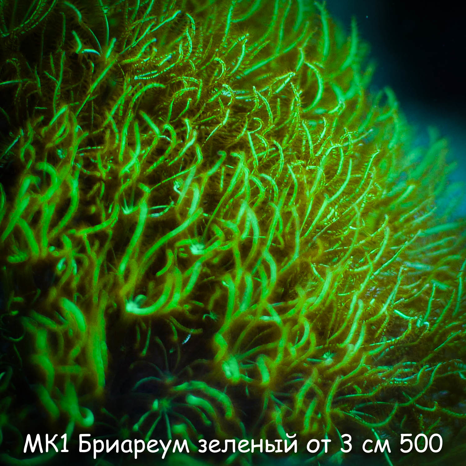 МК1 Бриареум зеленый от 3 см 500