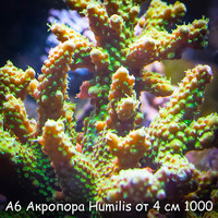 А6 Акропора Humilis от 4 см 1000