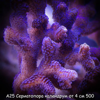 А25 Сериатопора календрум фиолетовый от 4 см 400