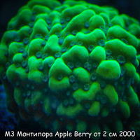 М3 Монтипора инкрустирующая Apple Berry от 2 см 2000