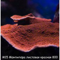 М15 Монтипора листовая красная (M. capricornis ORA) от 3 см 800