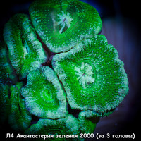 4   Acanthastrea lordhowensis 2000 ( 3 )