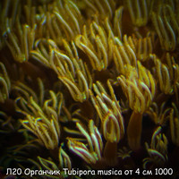 Л20 Органчик Tubipora musica от 4 см 1000