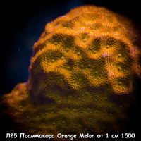 Л25 Псаммокора Orange Melon от 1 см 1500