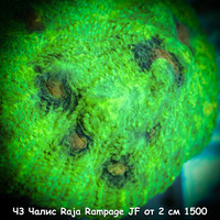 3  Raja Rampage JF  2 