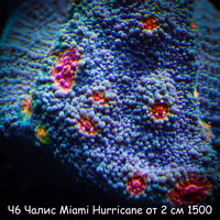 Ч6 Чалис Miami Hurricane от 2 см 1500