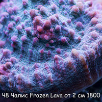 8  Frozen Lava  2  1800