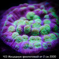 Ч13 Мицедиум фиолетовый с зелеными ртами от 2 см 2000