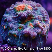 Ч15 Чалис Orange Eye Ultra от 2 см 1800