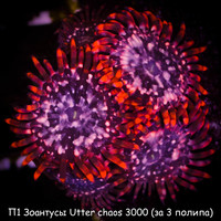 Utter chaos 3000 ( 3 )