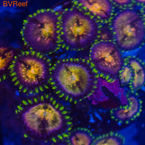 Nirvana coral
