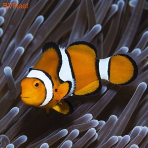   Amphiprion percula