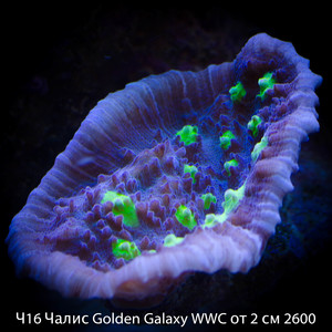 16  Golden Galaxy WWC  2  2600