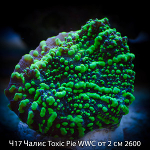 17  Toxic Pie WWC  2  2600
