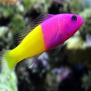   Pseudochromis paccagnellae