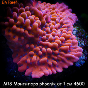 М18 Монтипора phoenix от 1 см 4600