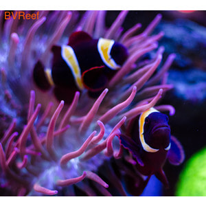 Клоун премнас мавританский Goldstripe maroon clownfish