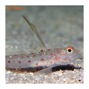 Бычок креветочный  Tangaroa shrimp goby