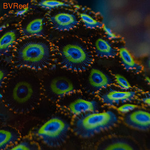 Fruity Loops zoas