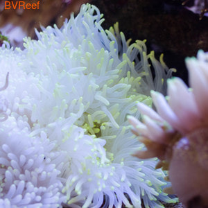 Актиния белая Heteractis crispa anemone