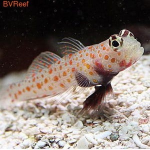    Amblyeleotris gutta