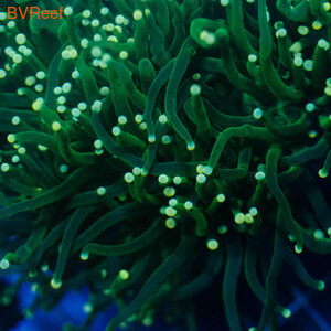       Torch coral - Green