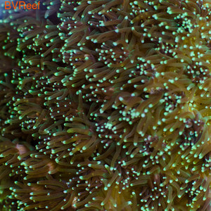 Галаксея зеленый металлик Galaxy coral - Metallic Green